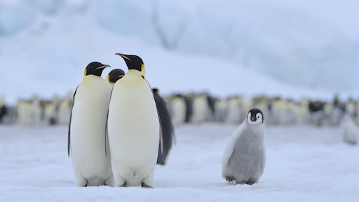 Keizerspinguïn officieel bedreigd door klimaatverandering