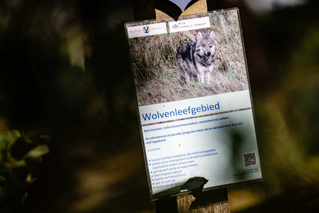 Wéér meer wolven in Nederland, maar 'dit is is het voorstadium van stabilisatie'
