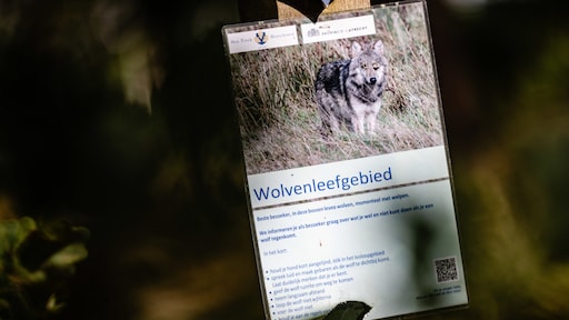 Wéér meer wolven in Nederland, maar grens lijkt in zicht