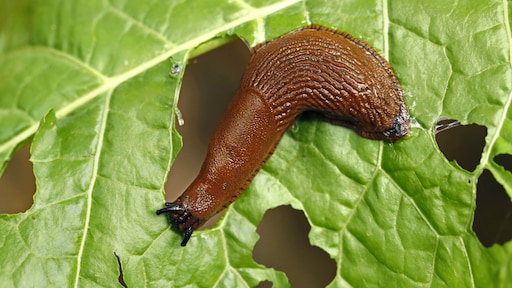 Hovenier tipt: op deze planten komen geen slakken af
