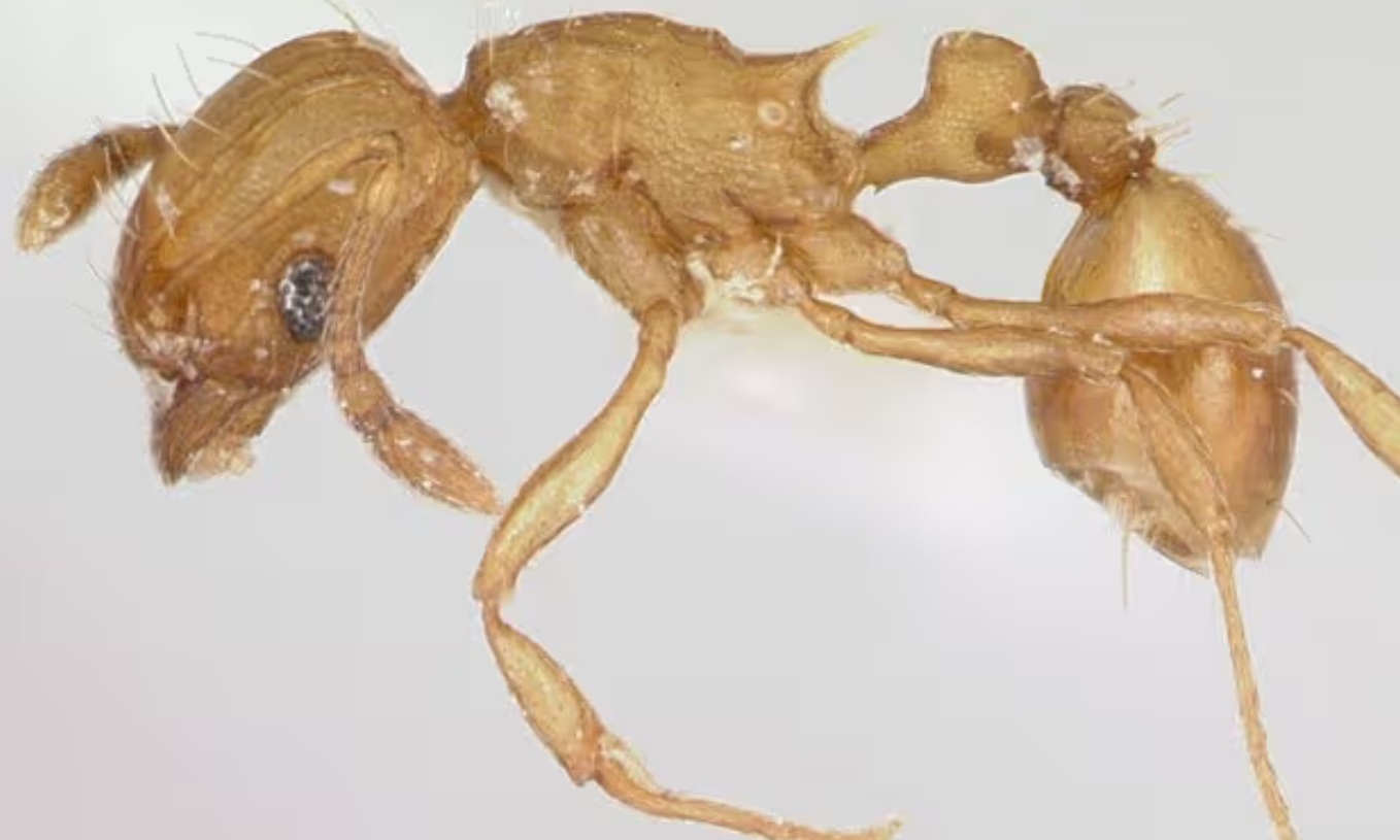 'Elektrische mier' maakt opmars in Zuid-Europa: 'Intens pijnlijke steek'