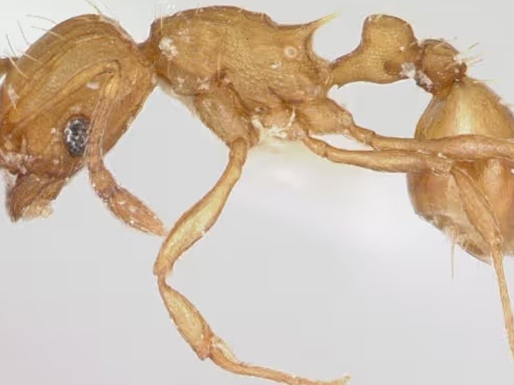 'Elektrische mier' maakt opmars in Zuid-Europa: 'Intens pijnlijke steek'