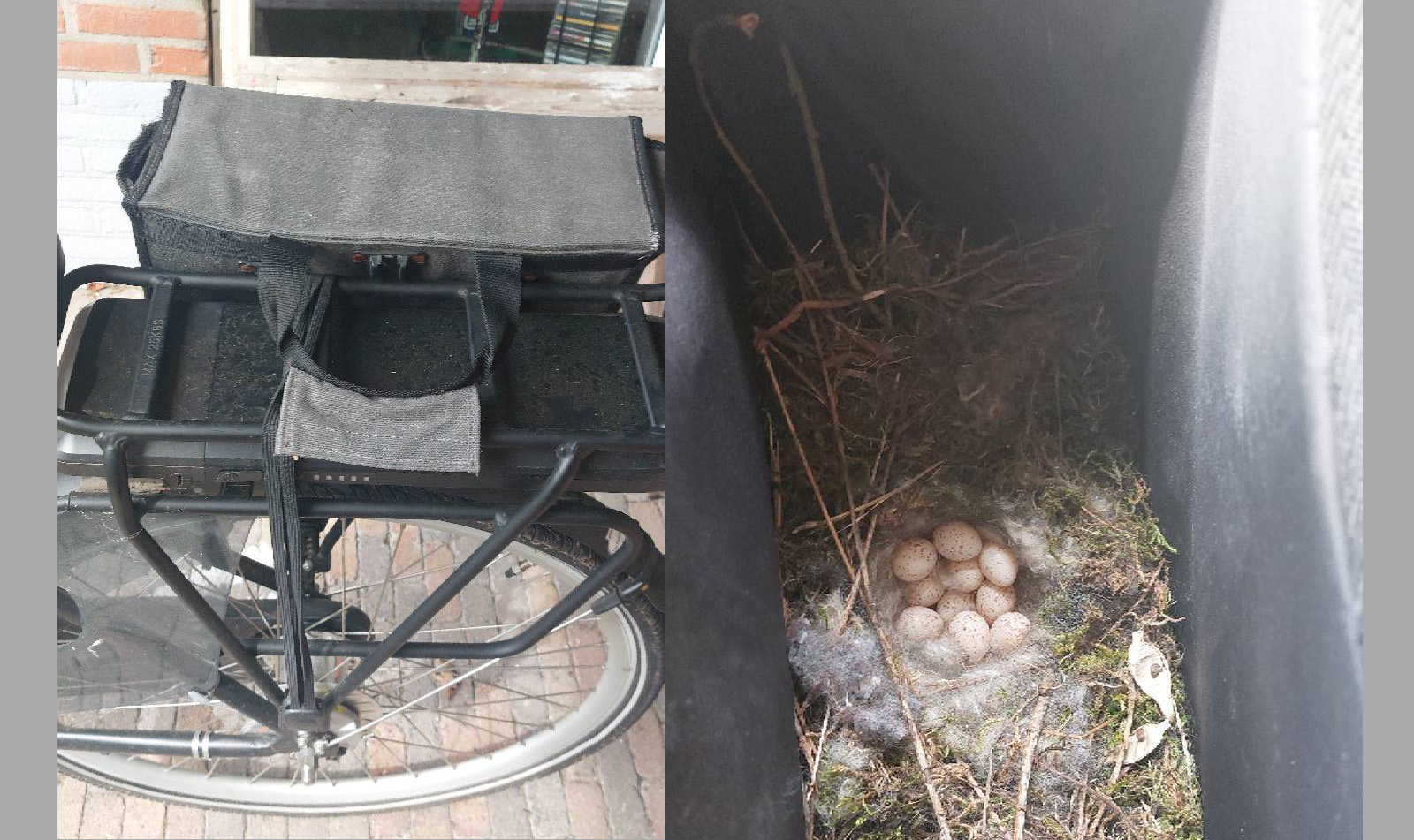 Inwoner Aalten ontdekt vogelnestje in fietstas: 'Ik dacht: dit is niet normaal'