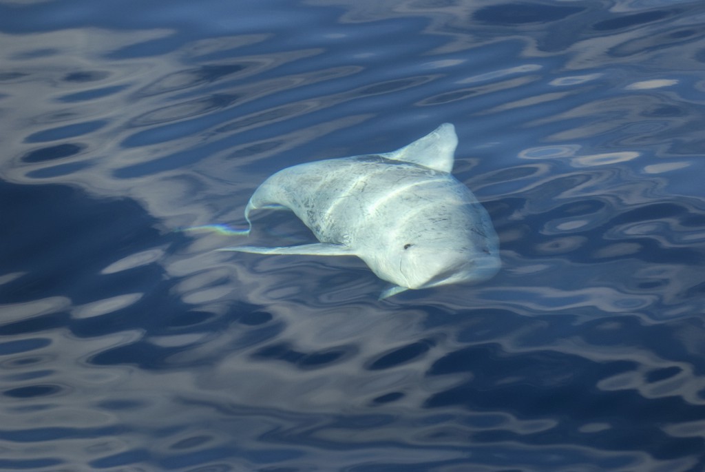 Dood aangespoelde walvisachtige bij Zeeuws Kamperland blijkt zeldzame Risso's dolfijn