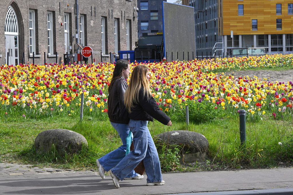 Aangenaam lenteweer met veel zon, morgen kans op 20 graden