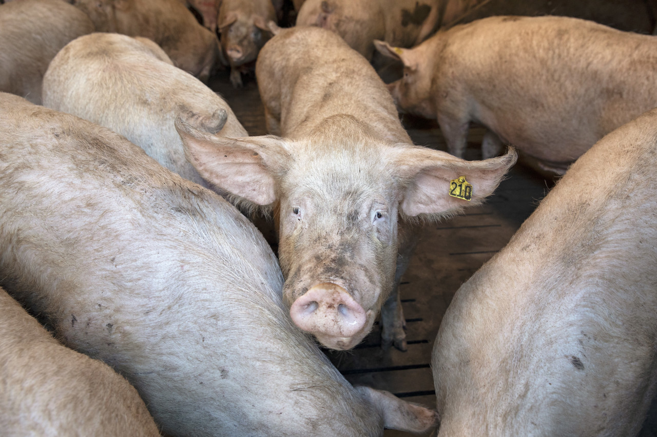 Kabinet wil cameratoezicht in slachthuizen verplichten, boetes omhoog
