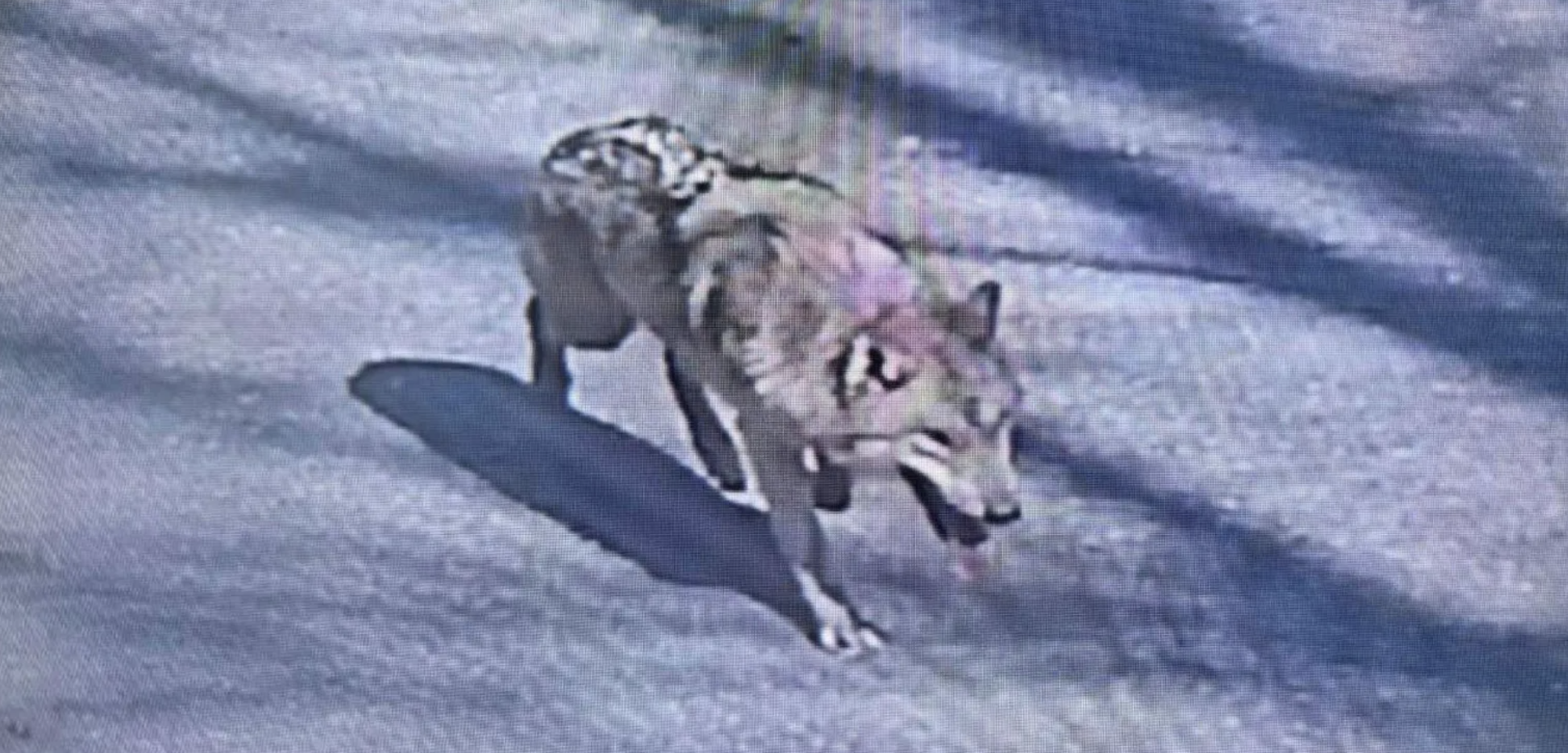 Klopjacht op wolf: Zuid-Korea en internet in de ban van ontsnapte Neukgu