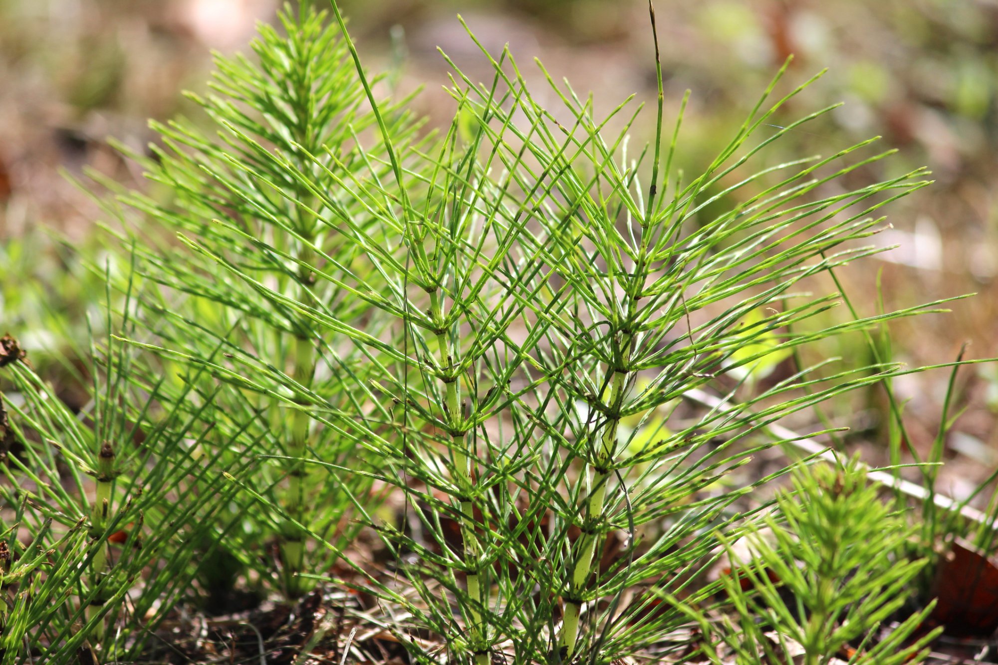 Waarom heermoes blijft terugkomen (en hoe je er wél vanaf komt)