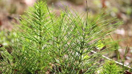 Waarom heermoes blijft terugkomen (en hoe je er wél vanaf komt)