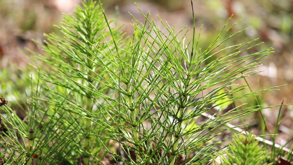 Waarom heermoes blijft terugkomen (en hoe je er wél vanaf komt)