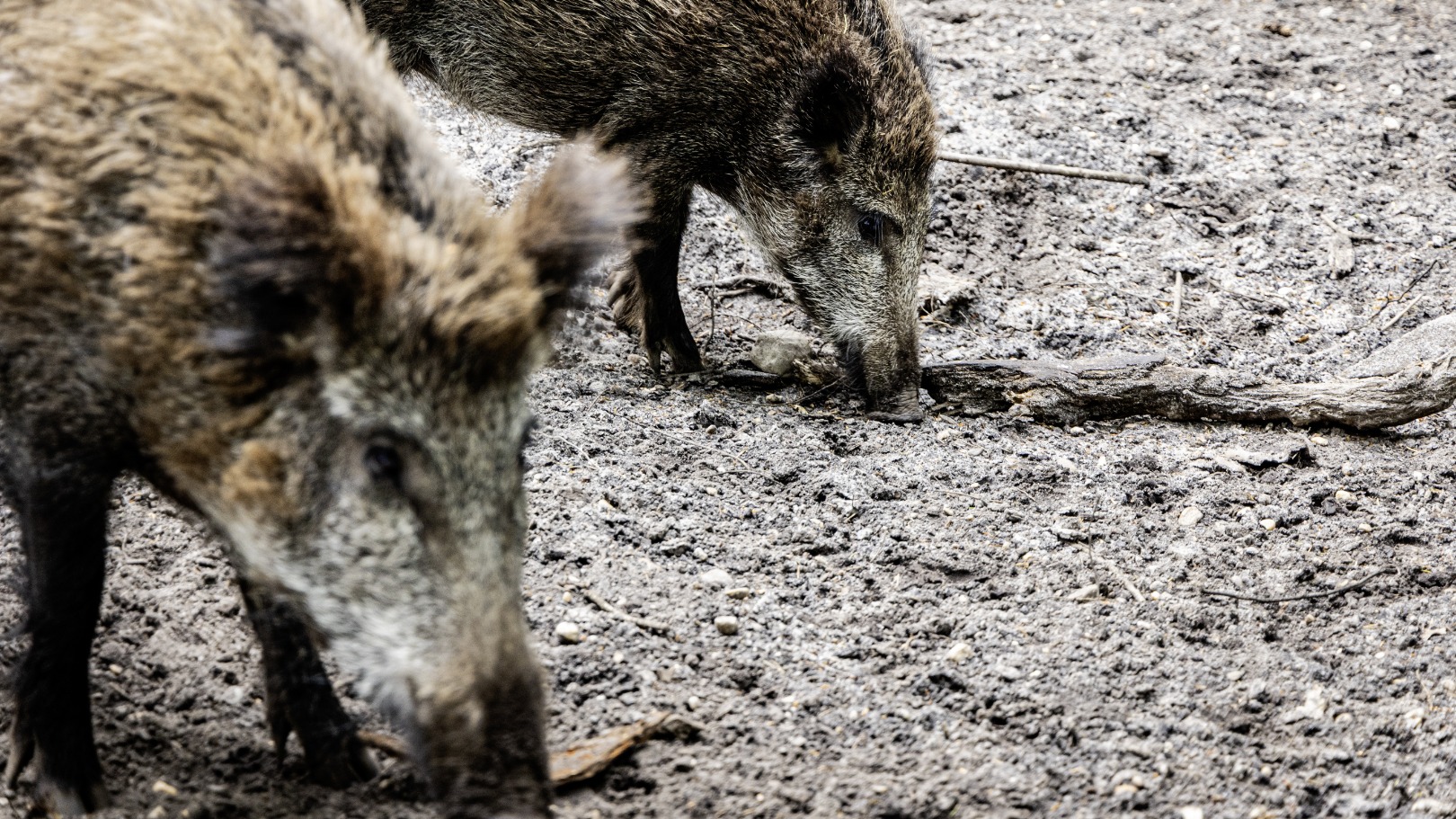 Saarbrücken gaat wilde zwijnen vangen in een zwijnenval: 'Omstreden, maar nodig'