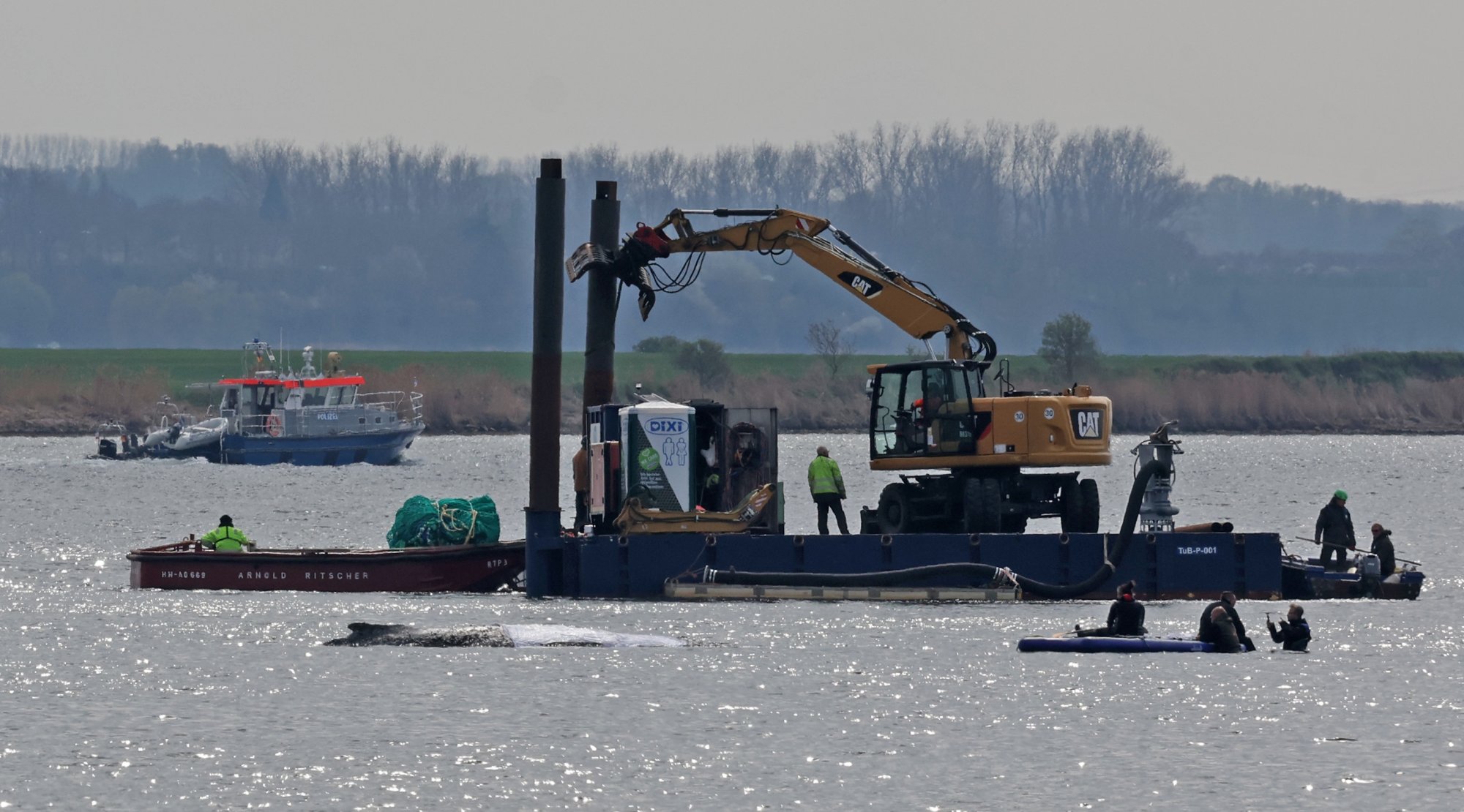Gaat Timmy het redden? Cruciale dag voor reddingsmissie bultrug