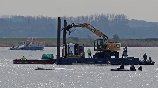 Gaat Timmy het redden? Cruciale dag voor reddingsmissie bultrug
