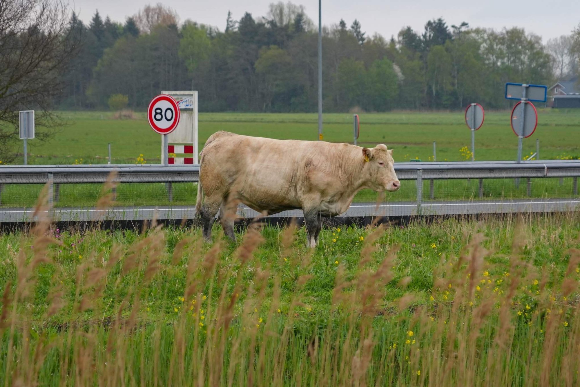 Ontsnapte koe doodgeschoten door politie omdat ze te dicht bij snelweg kwam