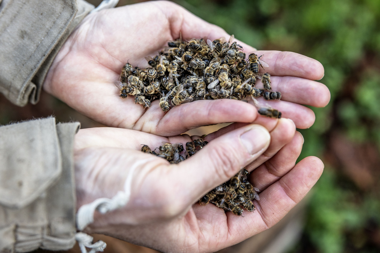 Wintersterfte onder honingbijen zorgelijk hoog: 28 verschillende pesticiden gevonden
