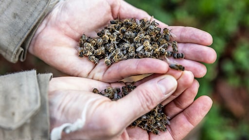 Wintersterfte onder honingbijen zorgelijk hoog: 28 verschillende pesticiden gevonden