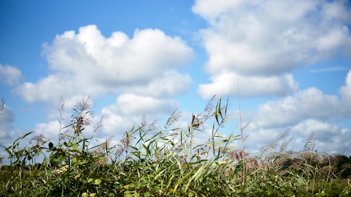 Grijs en nat in noordoosten: geniet morgen en woensdag van prachtige lentedag