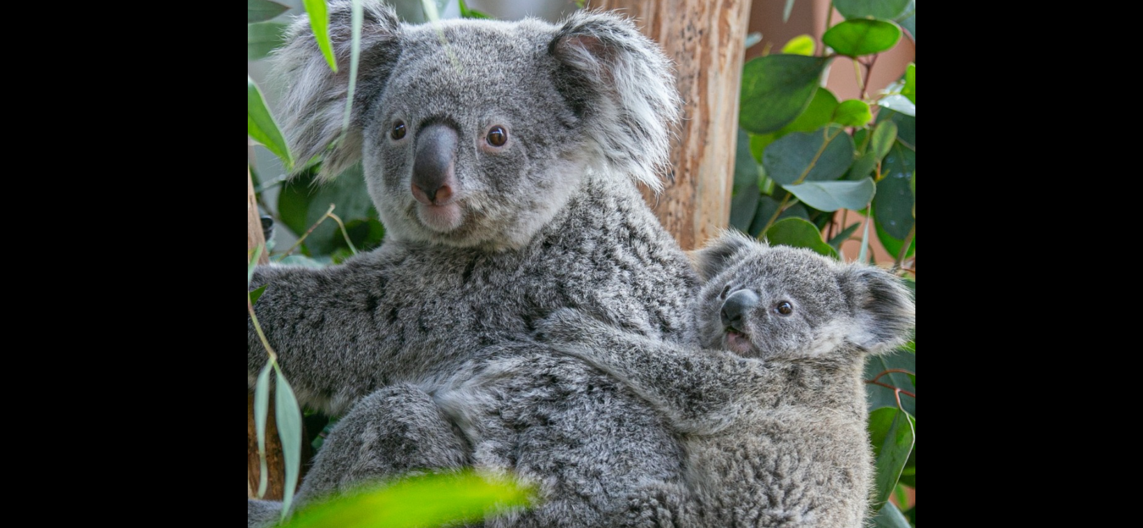 Koalavrouwtje uit Oudehands Dierenpark overleden: 'Aandacht gaat naar het jong'
