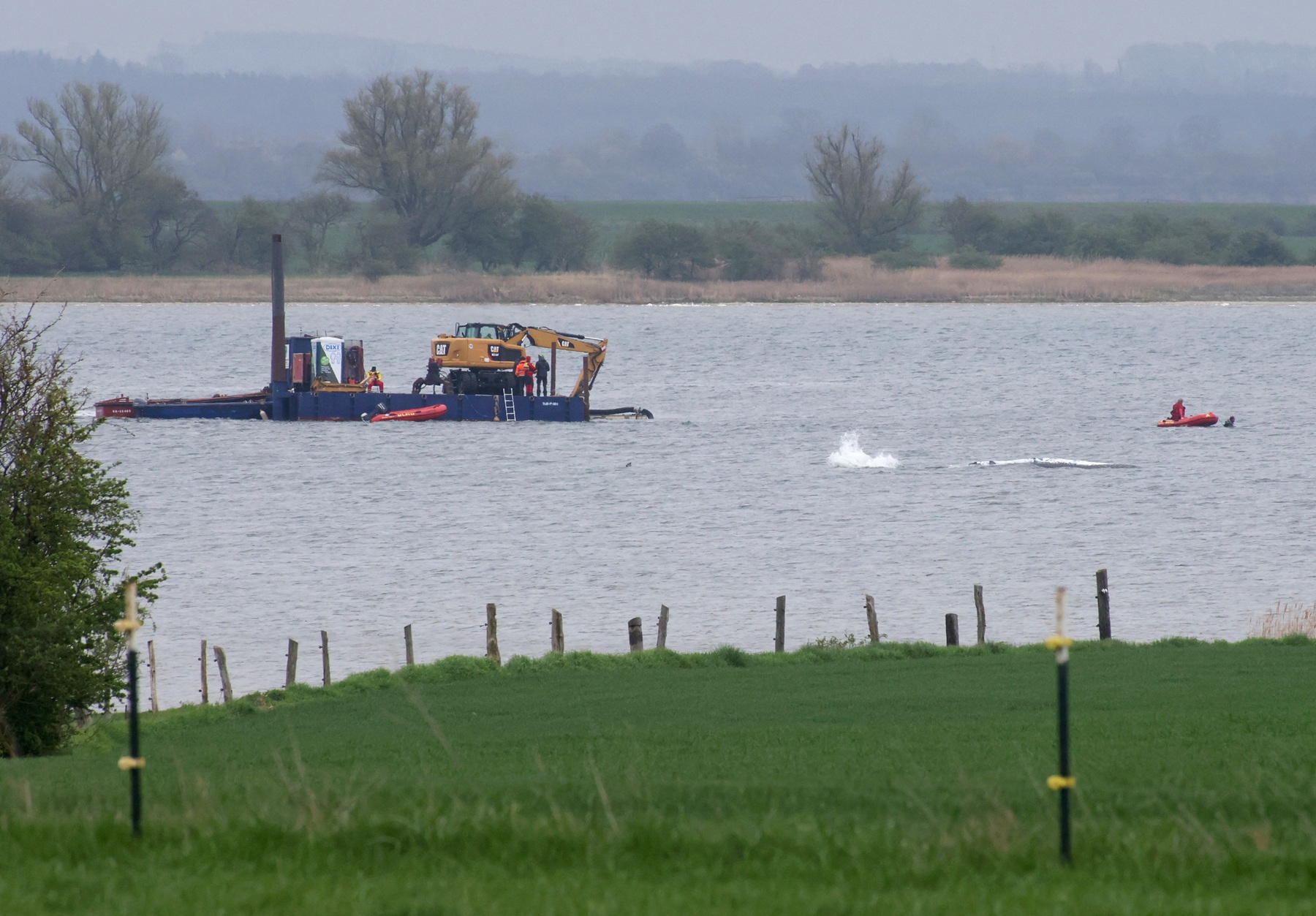 Gestrande bultrug Timmy zwom even goede kant op, maar zit nu weer vast