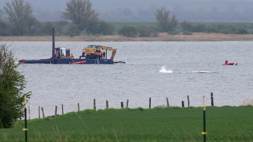 Gestrande bultrug Timmy zwom even goede kant op, maar zit nu weer vast