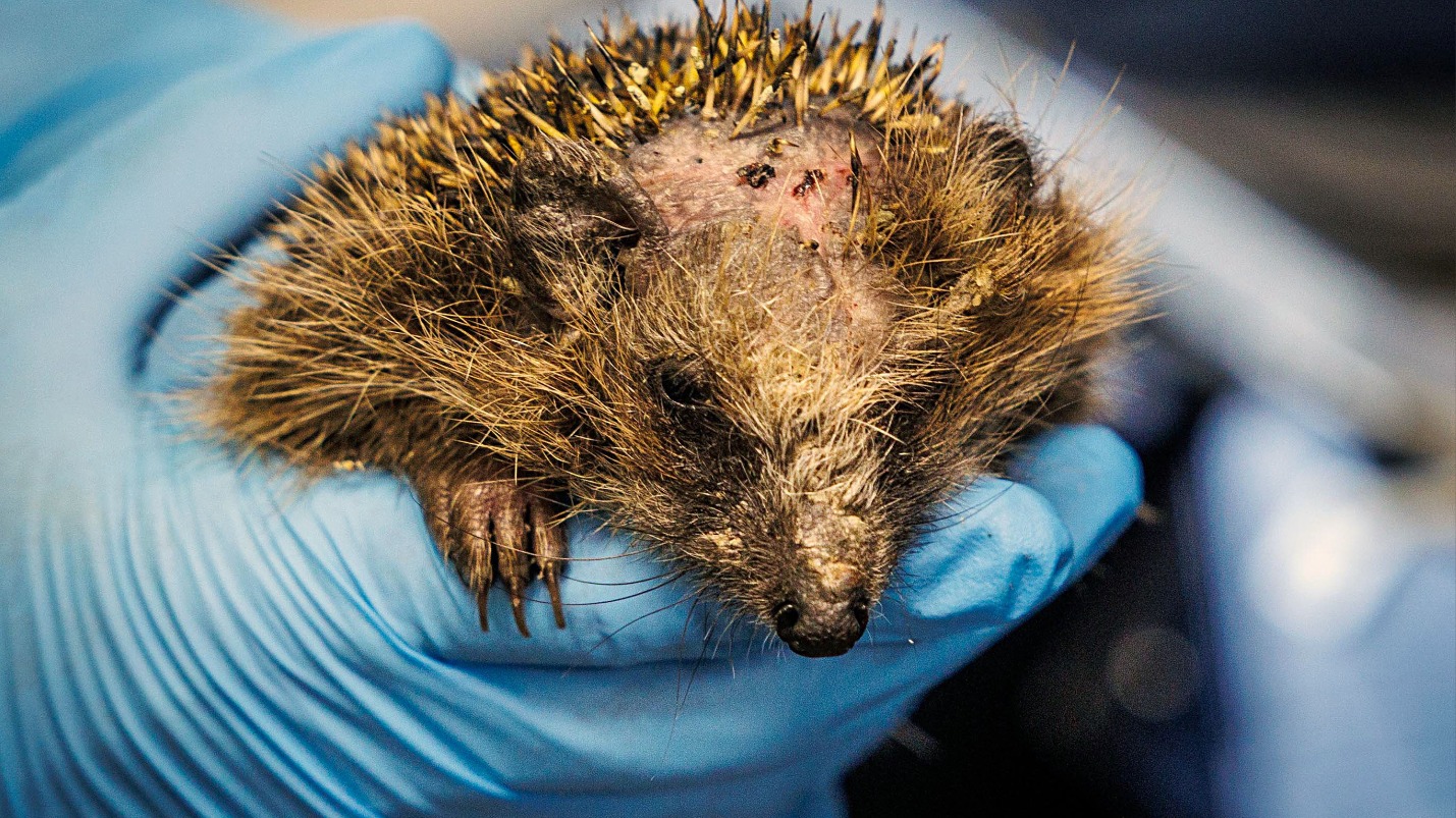 Verkeerde dieren vast op lijmplanken: 'Mensen zijn zich van geen kwaad bewust'