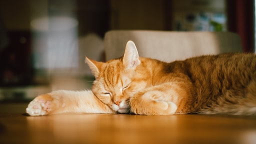 Kat binnen houden zielig? Dit zegt een kattengedragsdeskundige