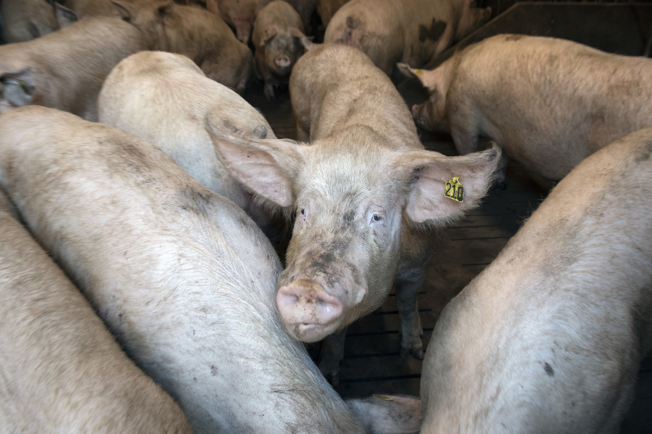 Werkstraf geëist tegen veevervoerders die 'prikker' gebruikten bij varkens