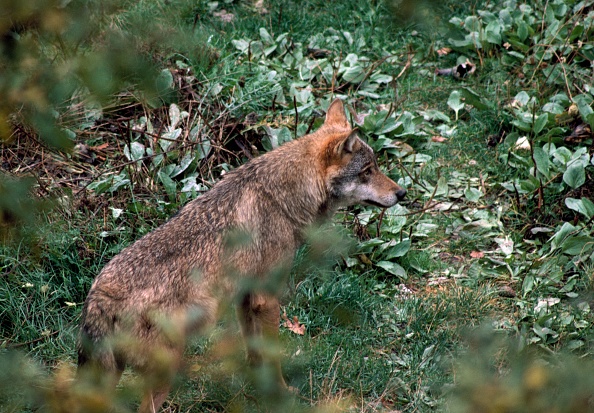 18 wolven dood aangetroffen in Italiaans nationaal park, vermoedelijk vergiftigd