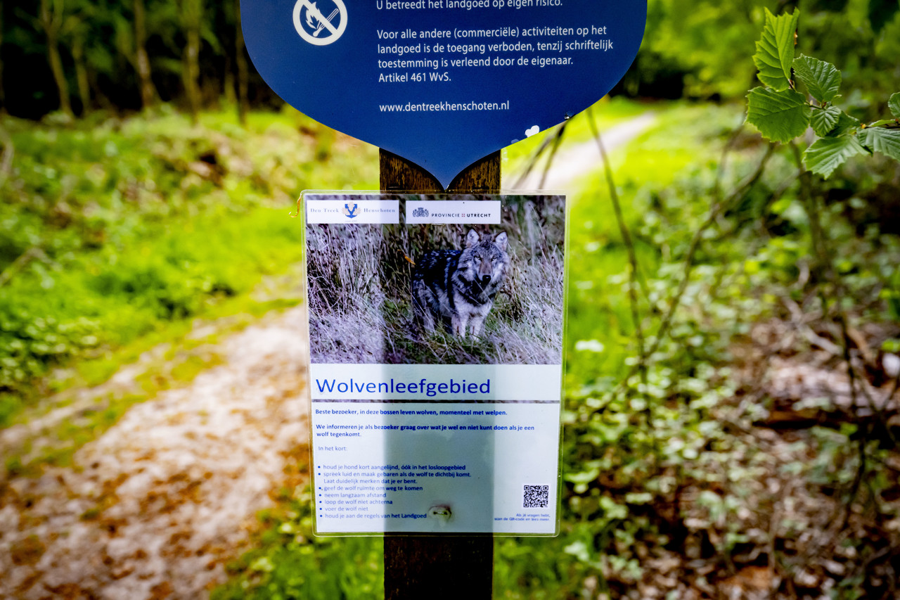 Probleemwolven eerder afschieten of verjagen met rubberkogels: kabinet kondigt maatregelen aan