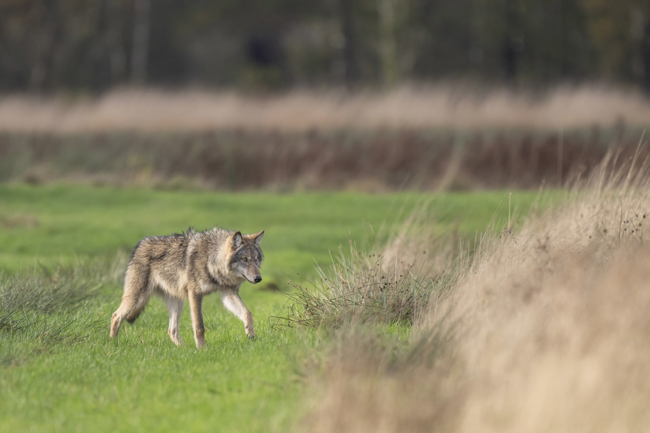 Gemengde reacties op nieuwe maatregelen wolf: 'Voelt voor de bühne'