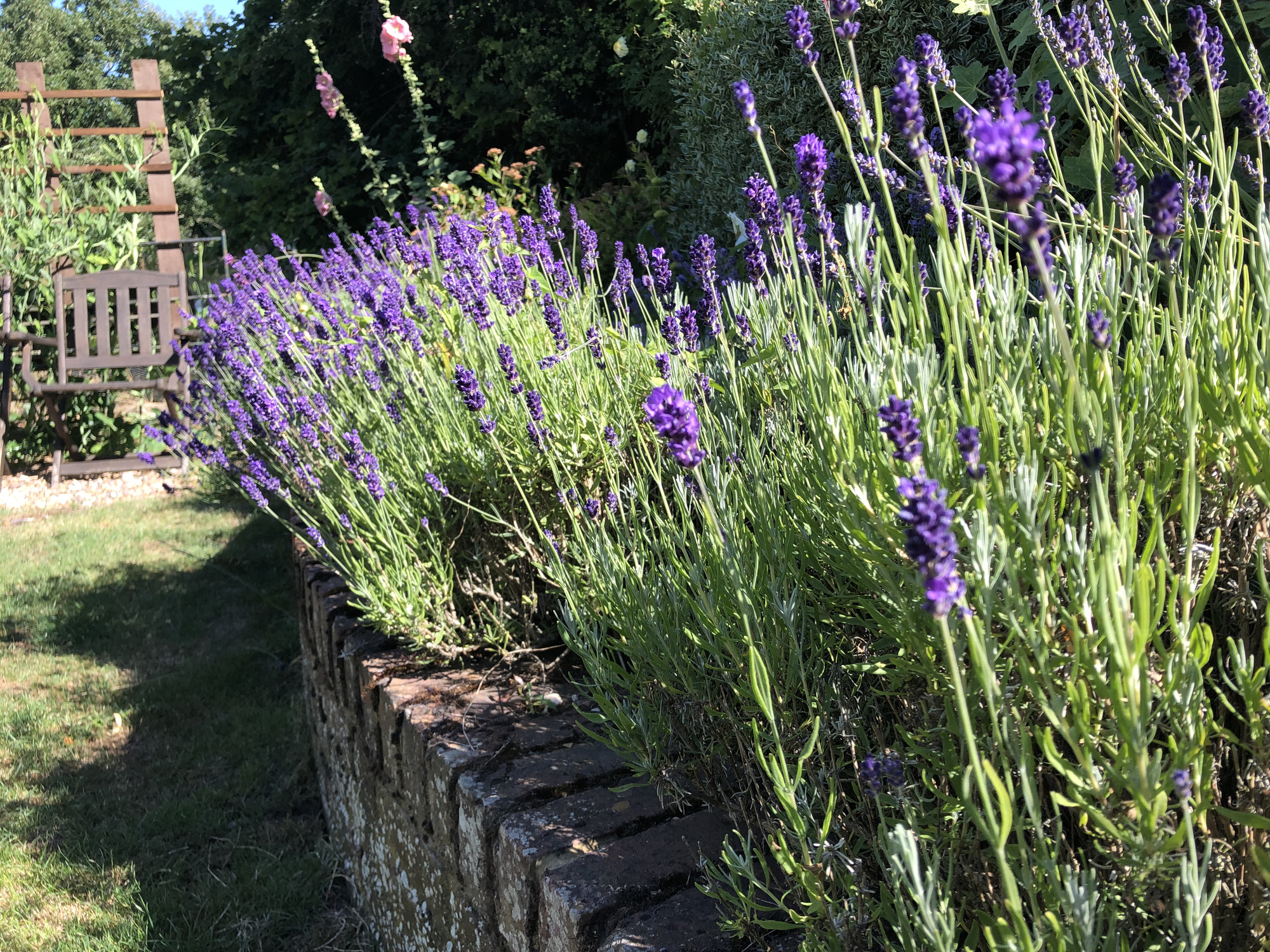 Lavendel snoeien? 2 momenten die je niet mag missen