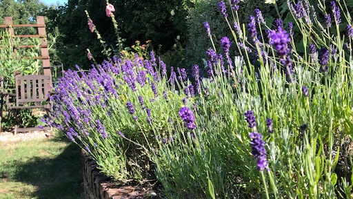 Lavendel snoeien? 2 momenten die je niet mag missen