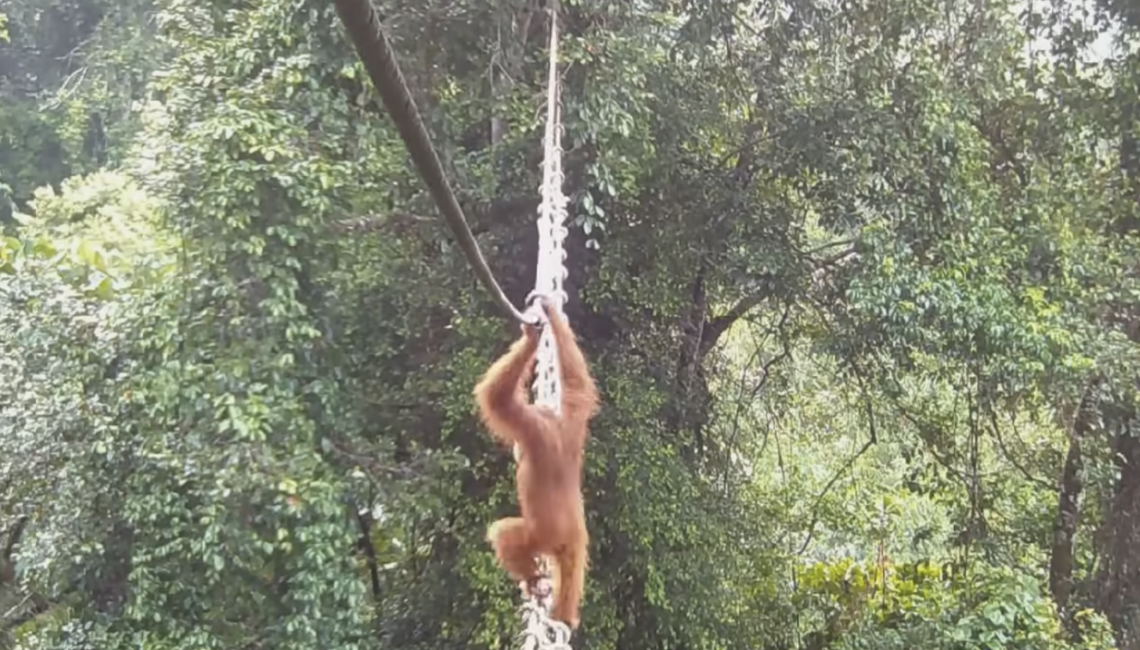 Bijzonder moment vastgelegd: orang-oetan neemt boombrug over drukke weg Sumatra