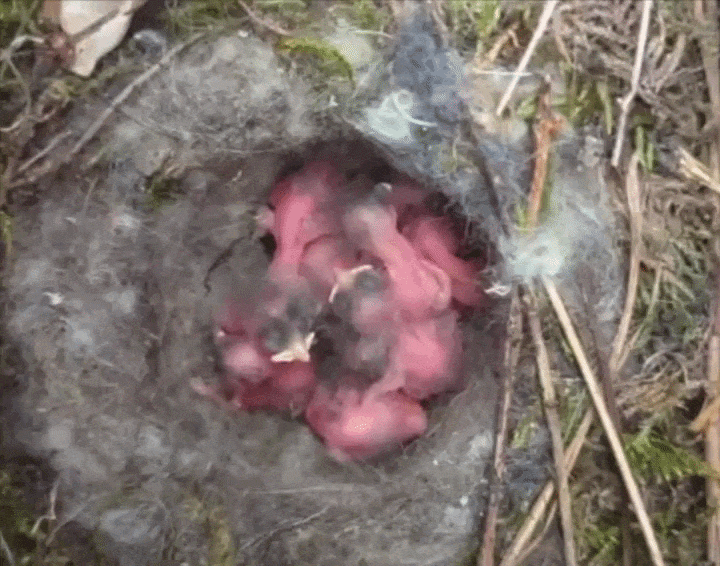 Fietstas 'gekraakt' in Aalten: eieren uitgekomen, tien jonge koolmezen maken flink kabaal