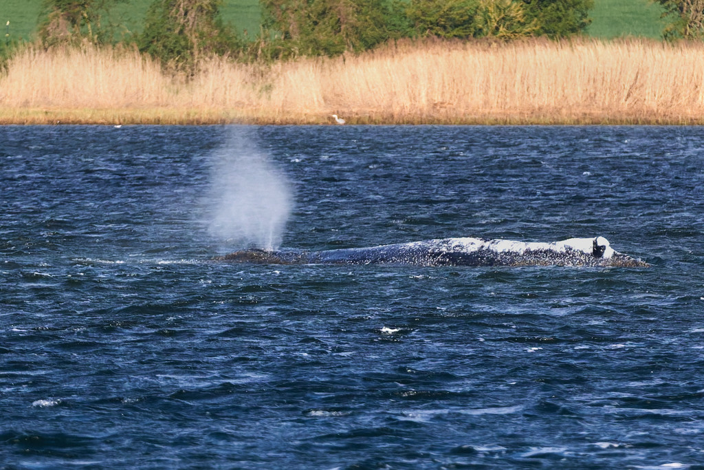 Kritiek op laatste reddingspoging bultrug Timmy: 'Dierenmishandeling'
