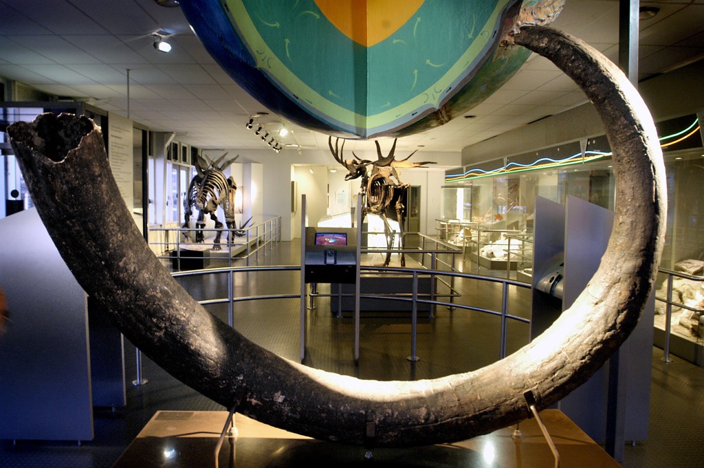 Eeuwenoude vondst in Vlaams Denderleeuw: werklui stuiten op slagtanden en kiezen van mammoet