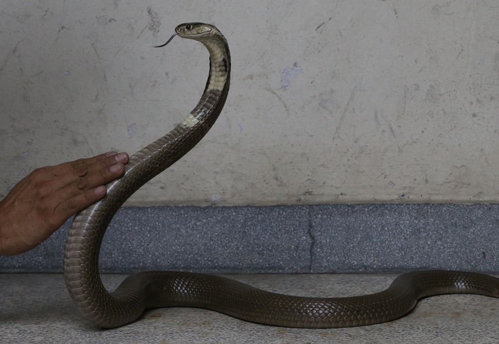 Duitse toerist wordt tijdens slangenshow in Egypte gebeten en overlijdt