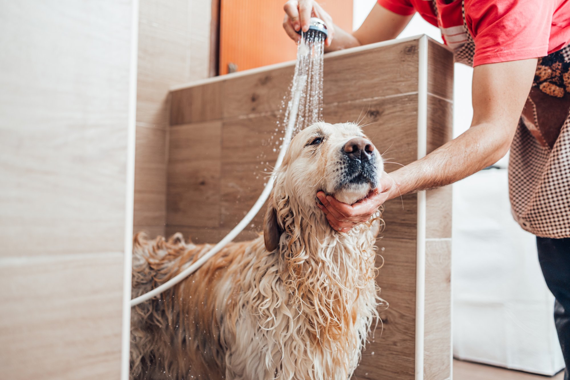 Je hond wassen? Volgens dierenarts liever niet