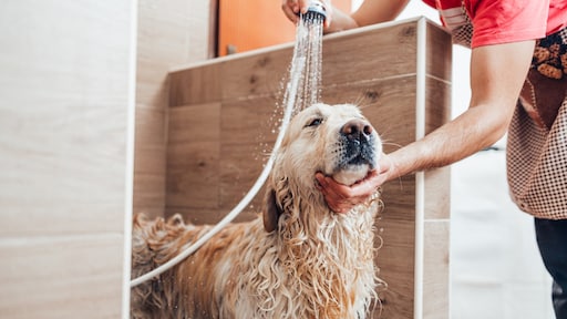 Je hond wassen? Volgens dierenarts liever niet