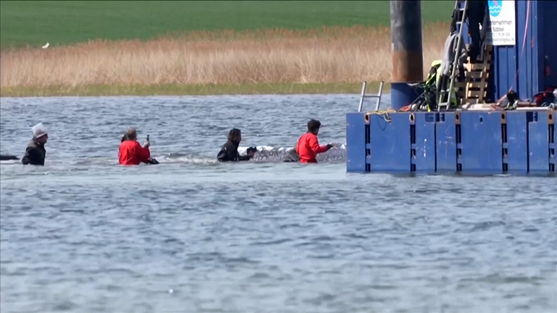 Bultrugwalvis Timmy : ce qu'il faut savoir — image 6