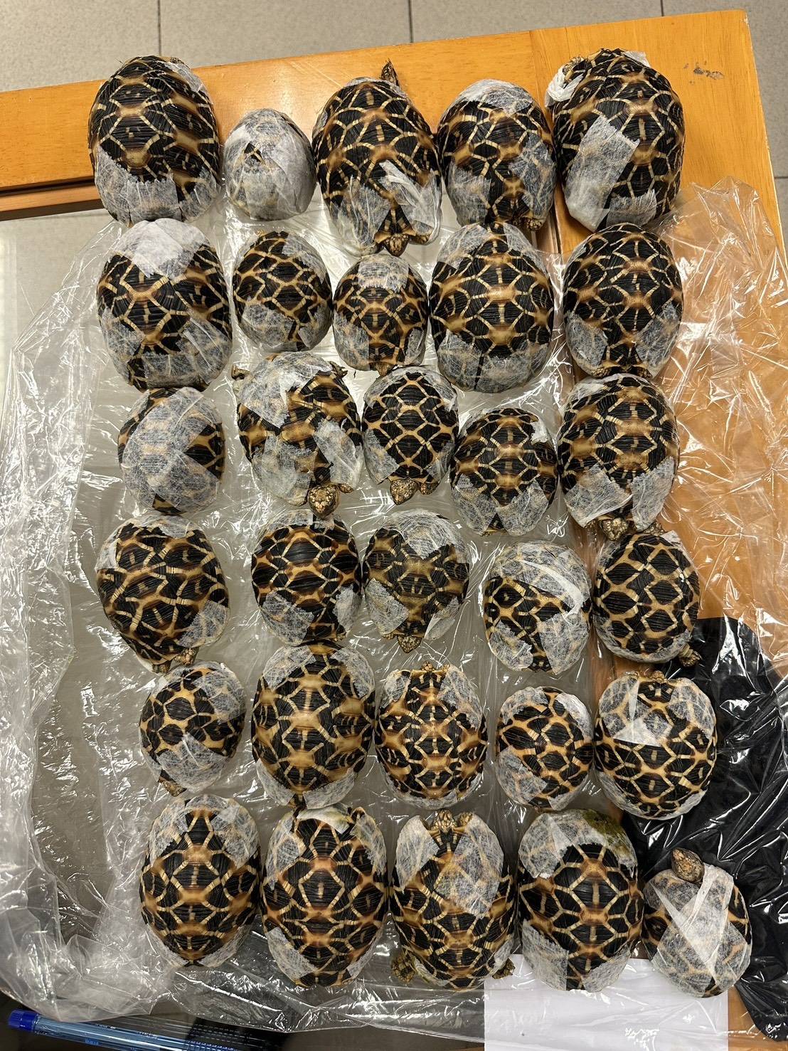 Vrouw (19) met dertig schildpadden op lichaam geplakt opgepakt in Bangkok