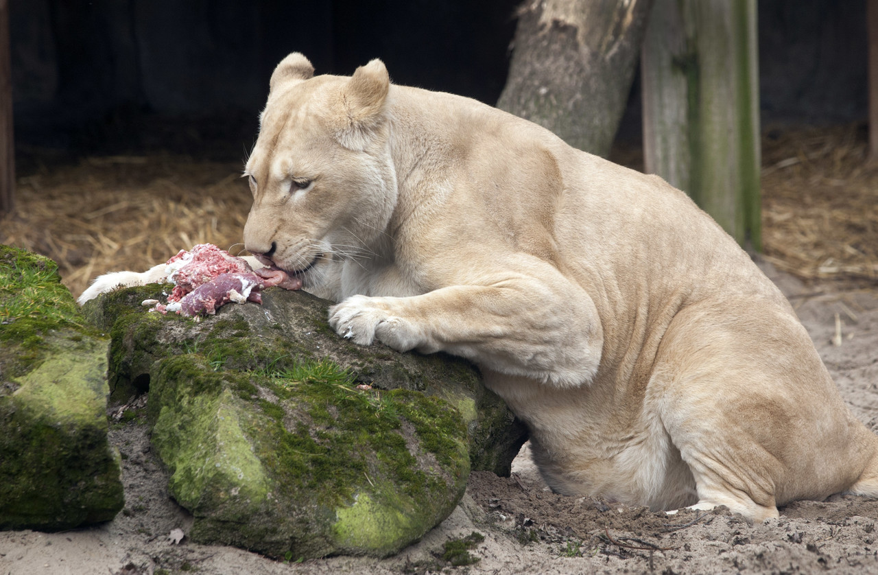 Bezoeker klimt Duits leeuwenverblijf in en geeft dieren goulash