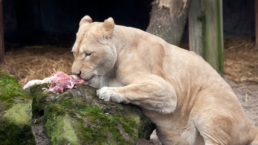 Bezoeker klimt Duits leeuwenverblijf in en geeft dieren goulash