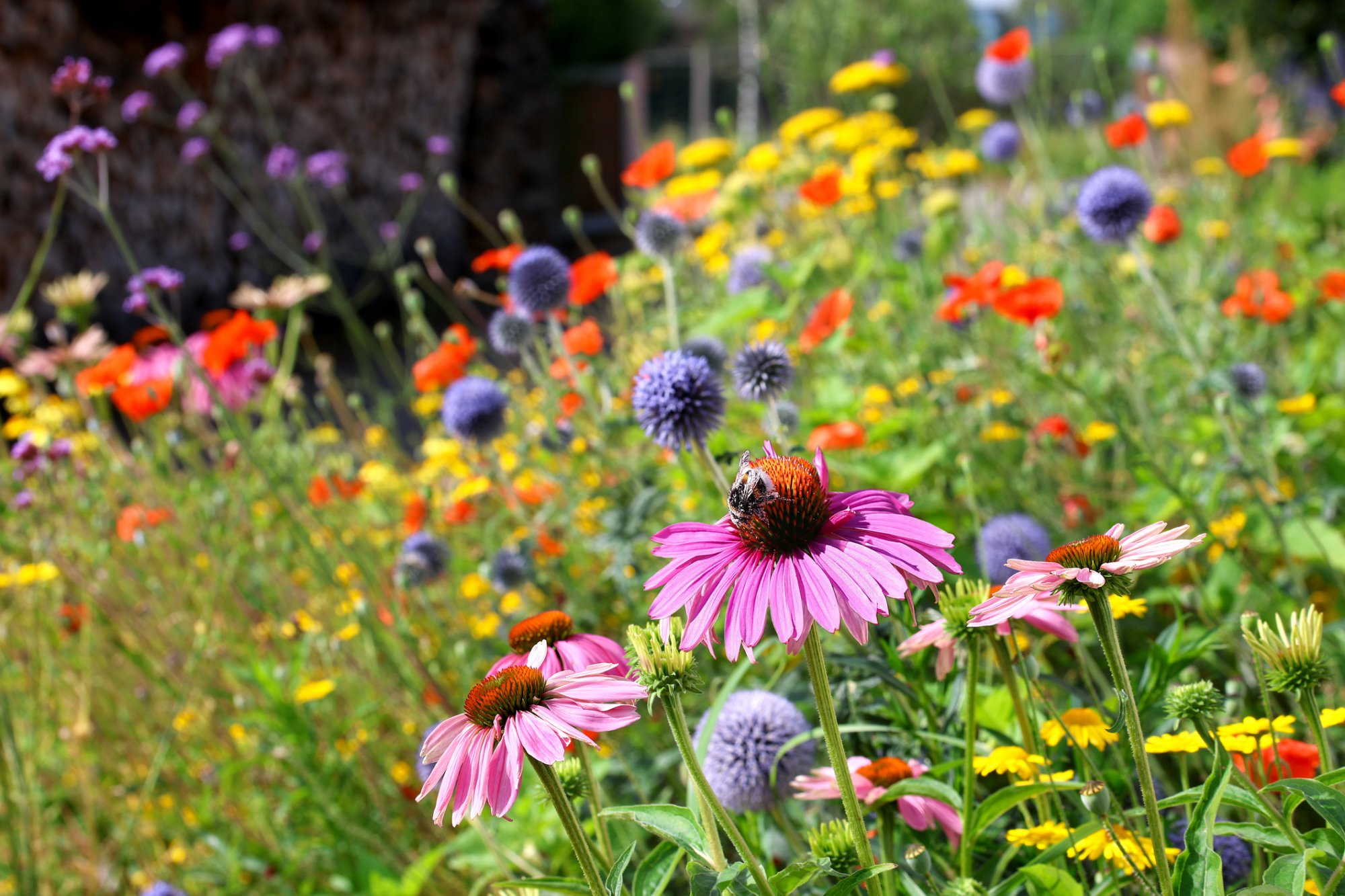 Zo herken je welke tuinplanten in de zon of schaduw horen
