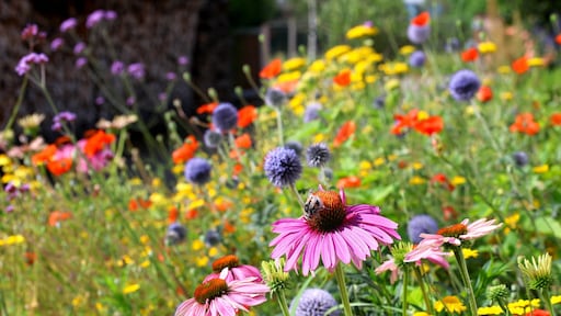 Zo herken je welke tuinplanten in de zon of schaduw horen