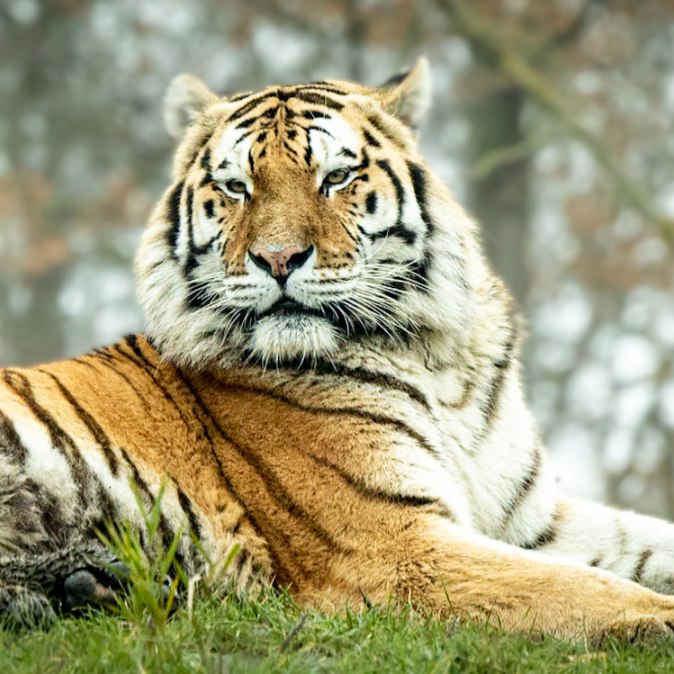 Siberische tijger overleden in AquaZoo in Leeuwarden