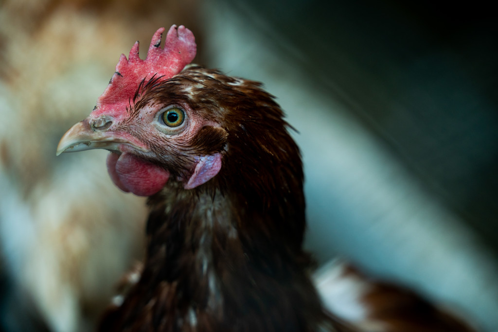 Voor het eerst in weken weer vogelgriep bij pluimveebedrijf, geen landelijke ophokplicht