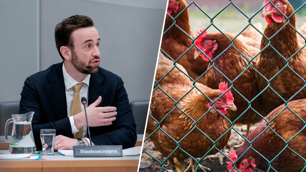 Staatssecretaris Erkens wil verplichte vaccinatie voor legkippen tegen vogelgriep