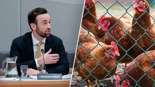Staatssecretaris Erkens wil verplichte vaccinatie voor legkippen tegen vogelgriep