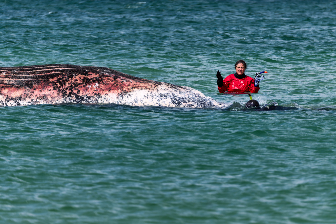Het is officieel: aangespoelde dode walvis is bultrug Timmy